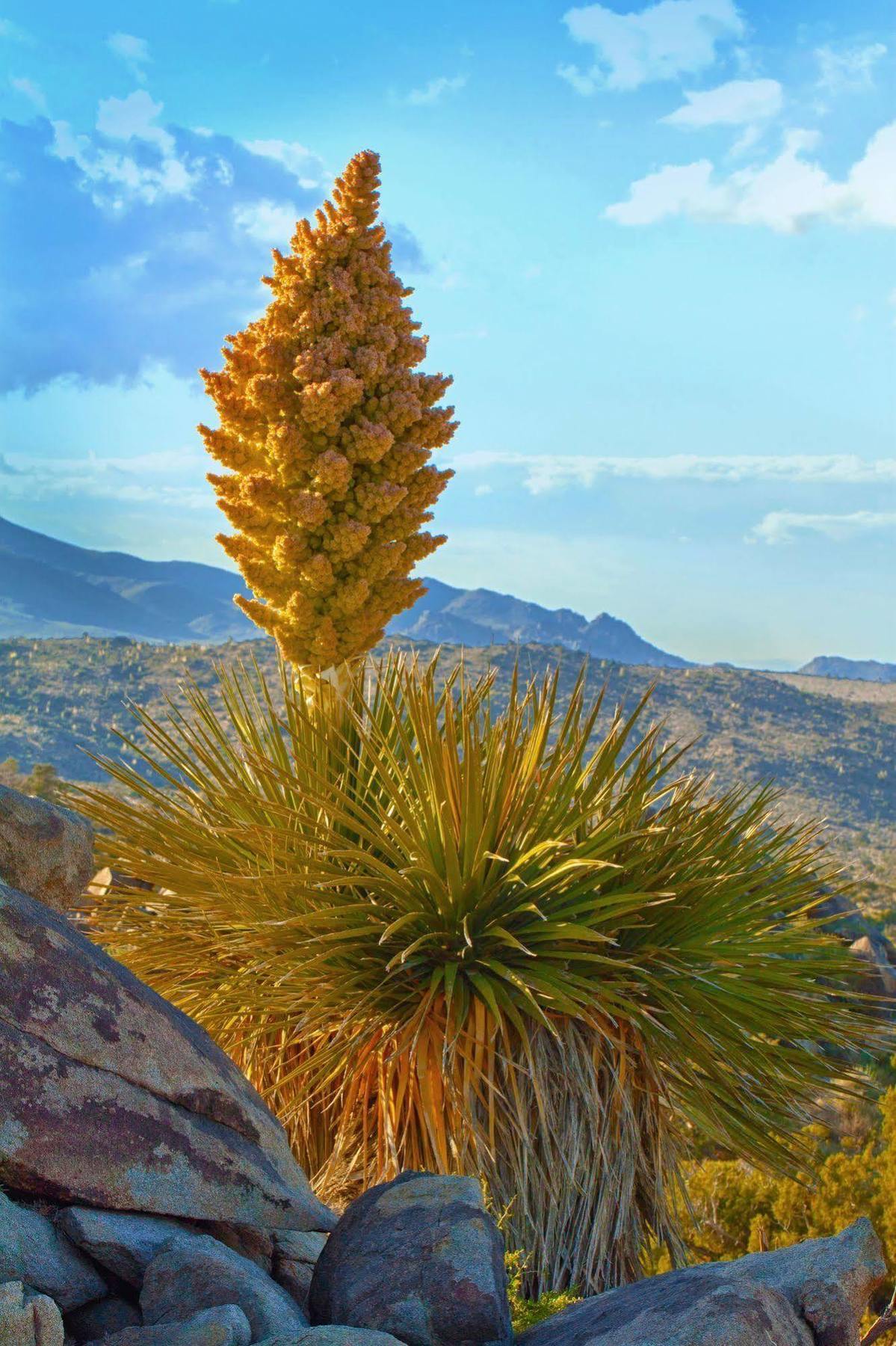 Hyatt Vacation Club At Desert Oasis Cathedral City Εξωτερικό φωτογραφία